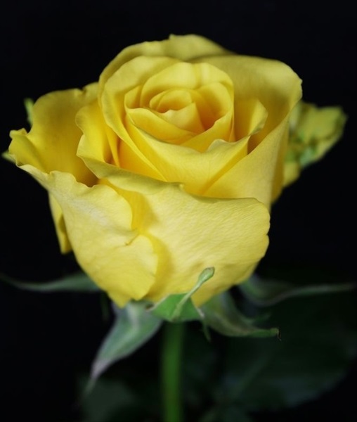 Rose King Yellow Standard Rose Roses Flowers by category Sierra